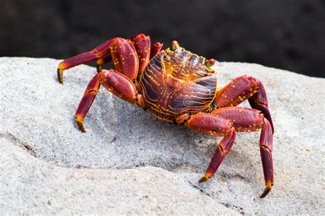 Rock Crab Claws stock photo. Image of single, pacific - 36353154