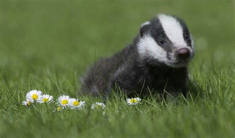 Baby Badger, Honey Badger, Animals And Pets, Baby Animals, Cute Animals ...