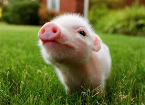 Free download Cute Pig Wallpapers [1680x1050] for your Desktop, Mobile ...