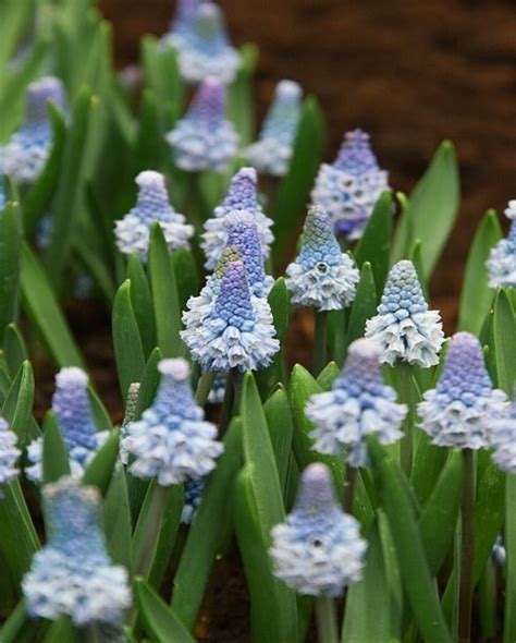 Muscari Azureum Bulb | Peter Nyssen | Buy Flower Bulbs and Plants Online