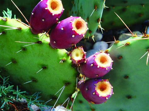 Harvesting the Fruit of the Prickly Pear | O'odham Action News: Home