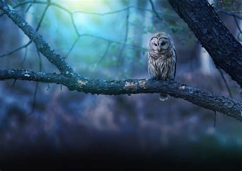 Owl Nature Forest, HD Birds, 4k Wallpapers, Images, Backgrounds, Photos ...