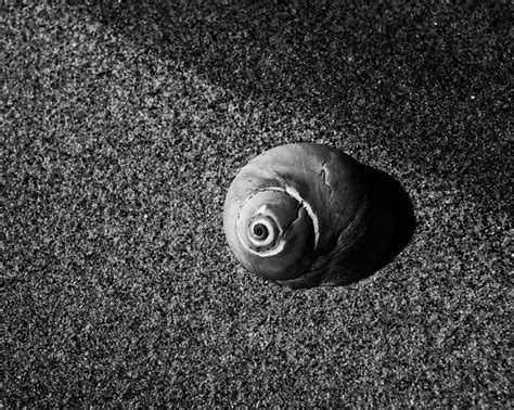 Black and White Seashells | LocusArt Photography Wallpaper - Seashell ...