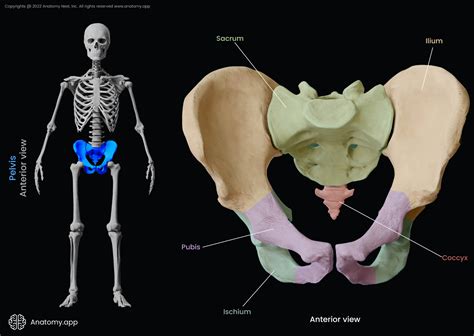 Pubic bone | Encyclopedia | Anatomy.app | Learn anatomy | 3D models ...