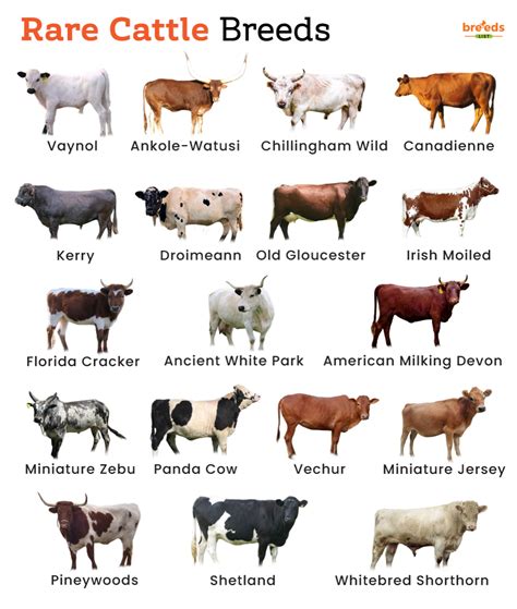 Rare Cattle Breeds With Pictures