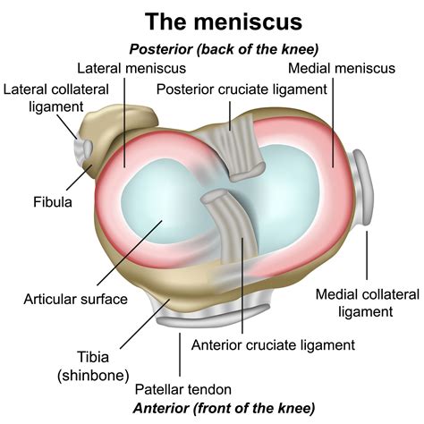 Diagram Of A Meniscus