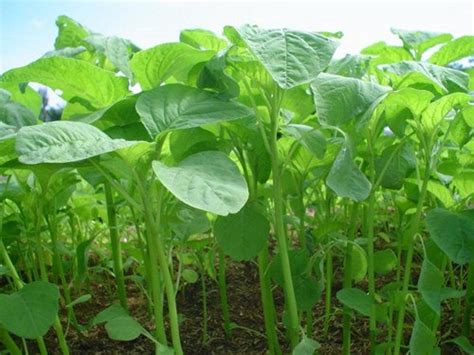 Jamaican Callaloo Seeds Hand Harvested Organically Grown - Etsy