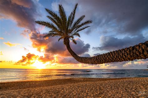 Palm Tree Sunset | Sunset Beach Park, North Shore, Oahu, Hawaii ...