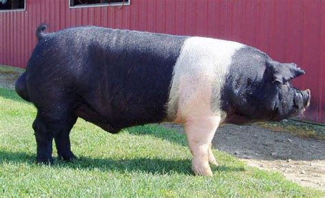 Hampshire Pig | Reg #: 467236001 | LiveStock | Pinterest | Hampshire ...