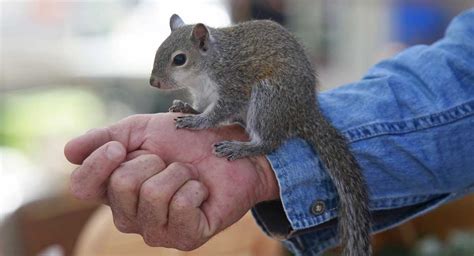 Can You Keep A Squirrel As A Pet In Your Home?