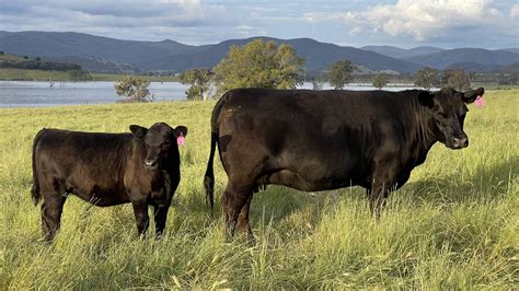 Aberdeen-Angus Breeders Association Inc.