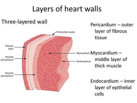 Human Heart structure and blood circulation (Includes heart diagram):