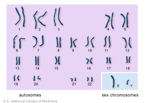 How many chromosomes do people have?: MedlinePlus Genetics