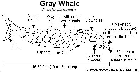 GRAY WHALE: ZoomWhales.com