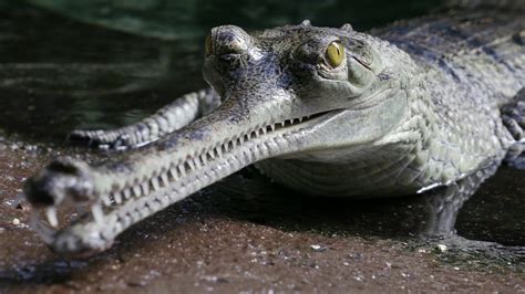 Gharial Conservation at the Bronx Zoo - YouTube