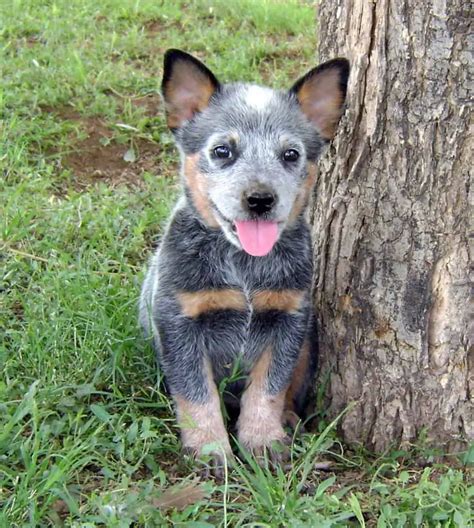 Where to Find Queensland Heeler Puppies for Sale - Dogable