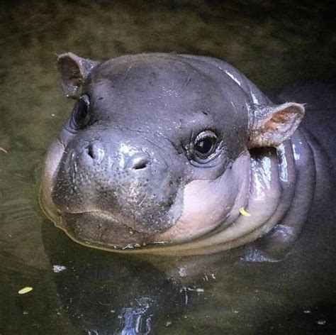 New Baby Hippo at the Toronto Zoo : aww