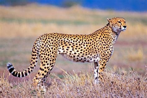 Cheetahs: The Fastest Land Animals | Live Science