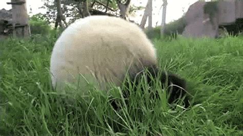 Panda Rolling Down a Hill | Gifrific