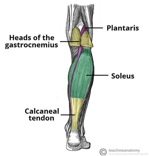 Deep Posterior Lower Leg Muscles