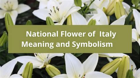 What is the national flower of Italy, Meaning and Symbolism