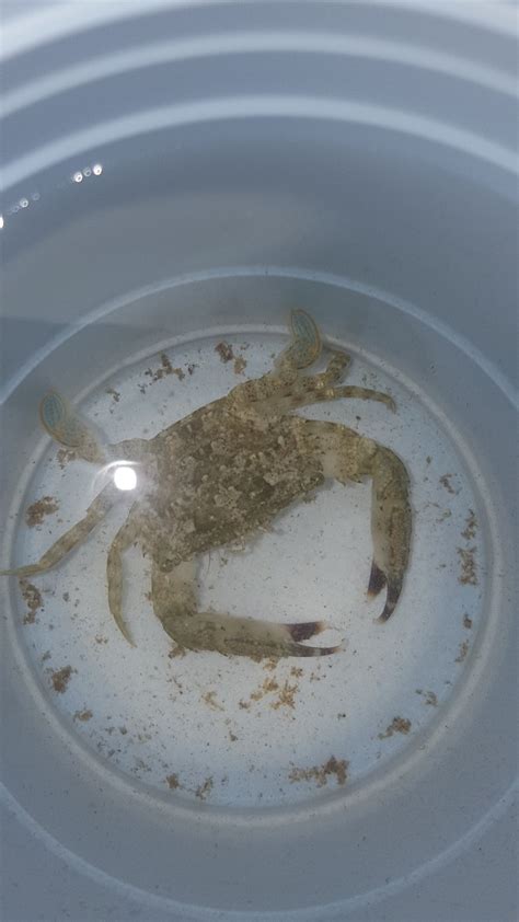 Crab Identification Found in NSW Australia