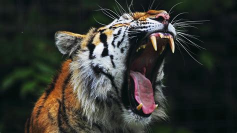 Tiger Roar Side View 4K | Tiger roaring, Wildlife safari, Tiger wallpaper