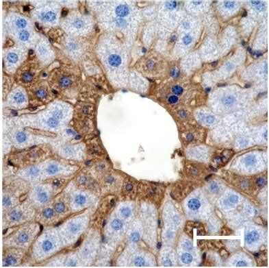 DAB staining principles, kits, and protocols | Abcam