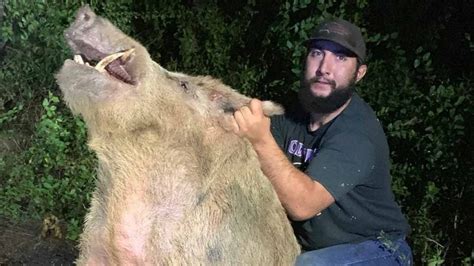 Massive wild hog removed from Texas golf course is absolutely terrifying