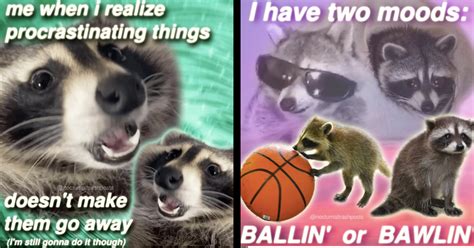 Chaotic Late Night Raccoon Memes for Your Friendly Neighborhood Trash ...