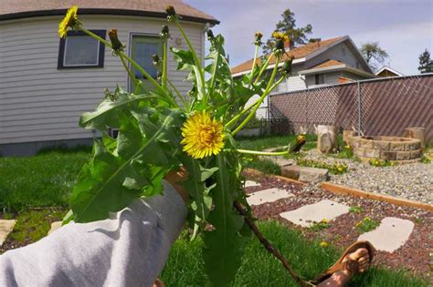 Backyard Foraging For Wild Edibles - Sergei Boutenko