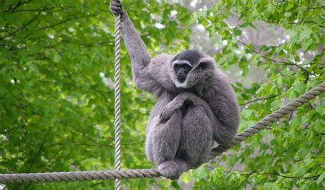 a monkey sitting on top of a rope