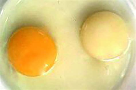 How to ensure yolk colour? - Poultry World