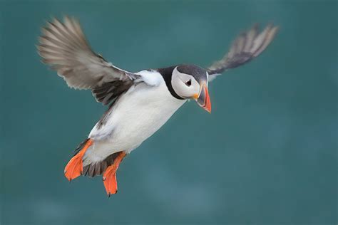 Puffin in Flight - Francis J Taylor Photography