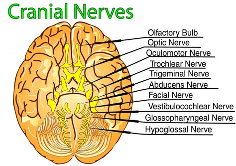 What is the Fifth Cranial Nerve? (with pictures)