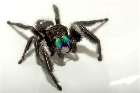 FANGS! | Caught this "Daring Jumping Spider" in my… | Flickr - Photo ...