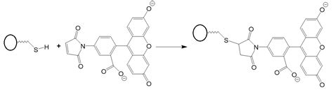 Maleimide labeling of thiolated biomolecules