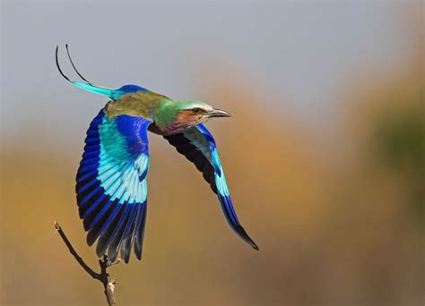 African Savanna Birds Flying - Pets Lovers