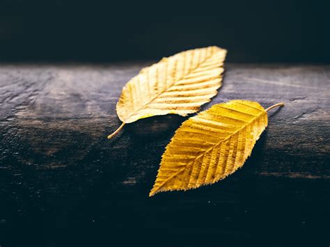 Gold Leaf Wallpapers (38+ images inside)