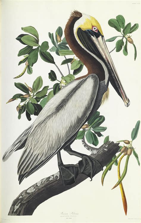 AUDUBON, John James (1785-1851). The Birds of America; from Original ...