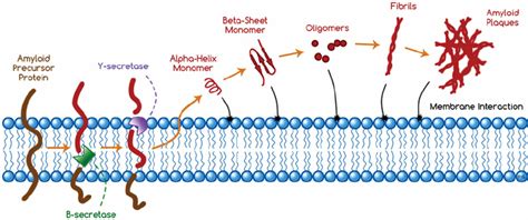 Schematic showing amyloid origin and the mechanism of the amyloid ...