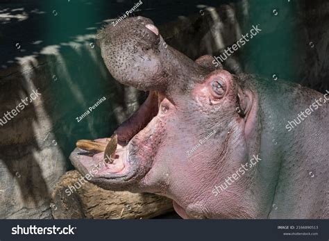 Hippo Feeding Zoo Reproduction Care Hippos Stock Photo 2166890513 ...