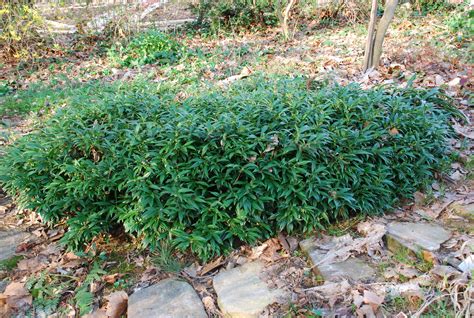 Sweetbox – Excellent Evergreen Shrub For Shady Areas | What Grows There ...