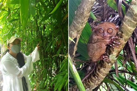 Bohol Tarsiers: The Philippine Tarsier Sanctuary Travel Guide - Wander Era