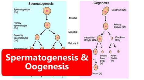 25+ Gambar Spermatogenesis