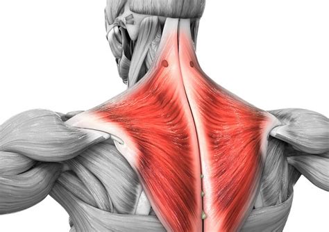 Trapezius Muscle - Anatomy, Origin, Insertion, Function, Exercise