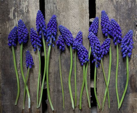 Grape Hyacinth | Flowers perennials, Growing flowers, Bloom