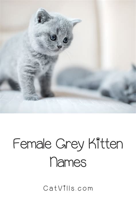 Good Cat Names For Grey Cats