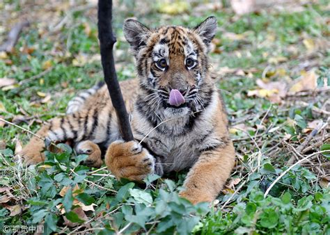 Facts about critically endangered South China tiger - CGTN