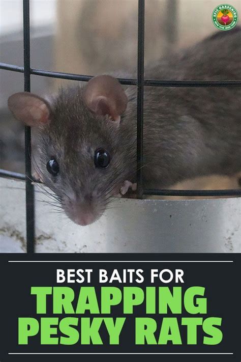 Best Rat Bait: Top 5 Baits To End Rat Problems | Epic Gardening | Rats ...